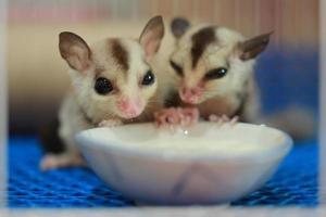 A close up of a sugar glider pets that have soft fur and can glide. eating milk in the cage. photo