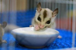 A close up of a sugar glider pets that have soft fur and can glide. eating milk in the cage. photo