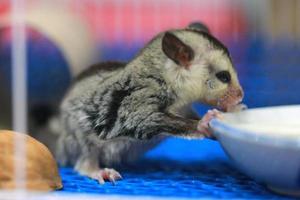 A close up of a sugar glider pets that have soft fur and can glide. eating milk in the cage. photo