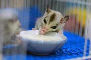 A close up of a sugar glider pets that have soft fur and can glide. eating milk in the cage. photo