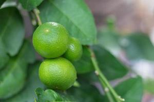 Close-up of green limes hanging from the branches and leaves on the lime tree. Blurred background photo