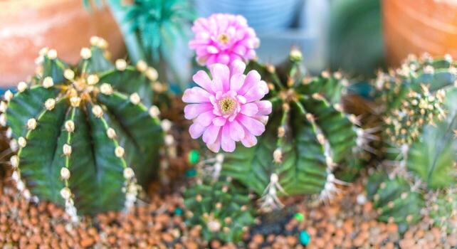 cactus está floreciendo una flor rosa. es ornamental y está lleno de pitón, puede crecer en la arena. foto