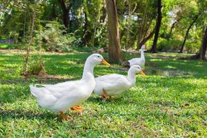 Flock of  Yi Liang ducks, the body is white and yellow platypuses which they are eating their food while walk in the green garden. photo