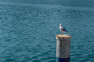 Seagull resting on a fence photo