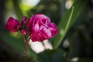 A vibrant pink rose in the garden photo
