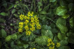 Small yellow euphorbia flowers in the woods photo