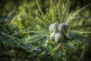 Green small cypress cones on a branch photo