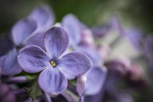 A Macro Shot of a Purple Lilac Flower in Spring photo