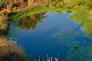 humedales en las inmediaciones del río llobregat foto