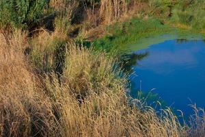 humedales en las inmediaciones del río llobregat foto