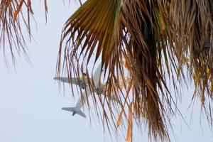 Tropical palm trees under the hot summer sun photo