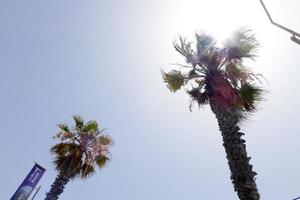 Tropical palm trees under the hot summer sun photo