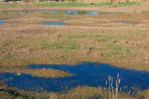 Wetlands in the vicinity of a river photo