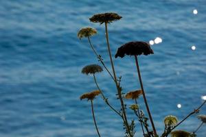 mediterranean plants and flowers on the mediterranean coast of the costa brava catalana photo