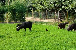 Goats quietly eating green grass essential for good milk yields photo