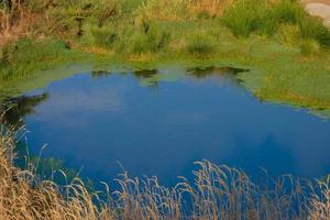 humedales en las inmediaciones del río llobregat foto