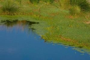 humedales en las inmediaciones del río llobregat foto