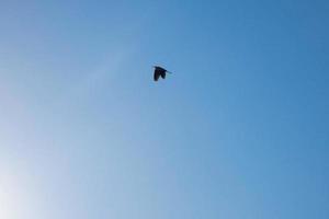 Large bird flying under a clear blue sky photo