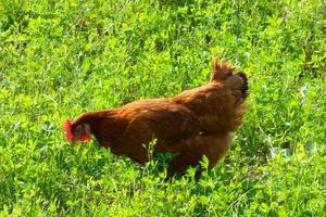 Hens in semi-freedom eating from the ground photo