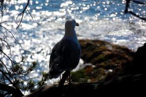 una gaviota retroiluminada en la costa brava catalana foto