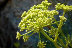 Mediterranean plants and flowers of the Catalan Costa Brava photo