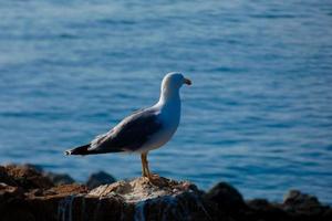 Seagulls on the Mediterranean coast of the Catalan Costa Brava photo