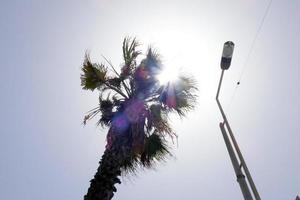 Tropical palm trees under the hot summer sun photo