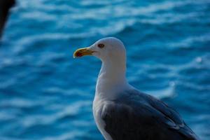 Seagull on seabed on the Catalan coast, Spain photo