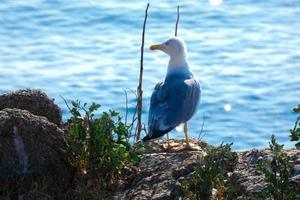 Seagulls on the Mediterranean coast of the Catalan Costa Brava photo