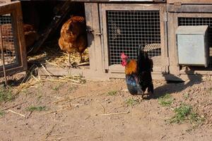 gallinas en semilibertad comiendo del suelo foto