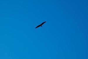 Large bird flying under a clear blue sky photo