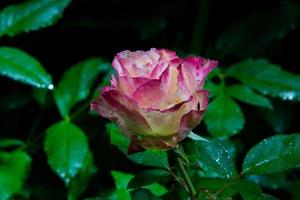 flor rosa en el jardin foto