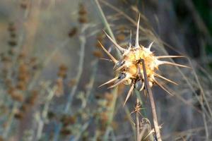 flor de cardo, de color parduzco, se seca en verano foto