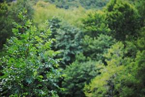 forest green nature background photo