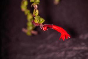 Plant Flower Rose and Green photo