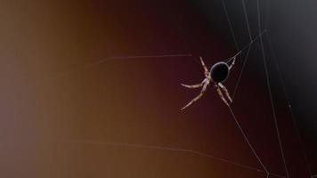 ragno giardino ragno araneus tesse una ragnatela video