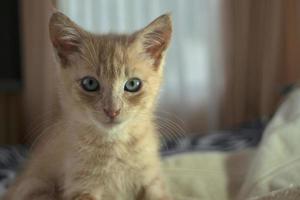 Beautiful light brown baby kitten resting on the bed between white sheets looking forward against dark unfocused background photo