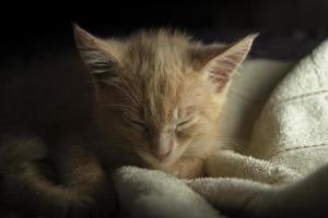 Beautiful light brown baby kitten seen from the front sleeping under white sheets on the bed against a dark background photo