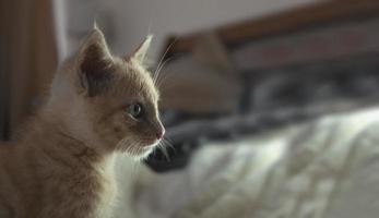 Beautiful baby kitten lying on the bed between white sheets looking to the right with her face illuminated against an unfocused background photo