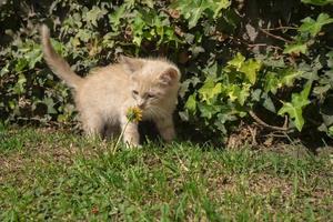 Beautiful curious light brown baby kitten seen from the front playing with a yellow flower in the garden of her house photo