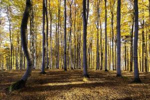 Autumn sunny beech forest photo