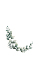 vattenfärg eukalyptus blad png