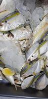 raw fresh fishes yellowstripe scad, yellowstripe trevally, yellow banded trevally, smooth tailed trevally photo