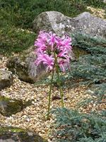 Guernsey lily Nerine bowdenii flowering in a rock garden photo