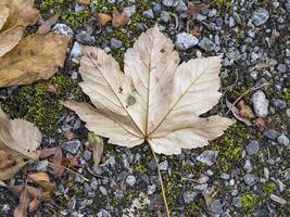 hoja de arce caída en un camino de grava en otoño foto