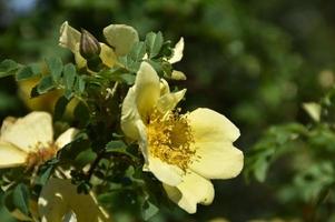 Pretty Yellow Flowering Rose Bush in a Garden photo