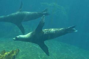 Two Stellar Sea Lions Swimming Along Underwater photo