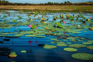 Water lilies on a billabong photo