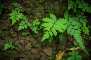 The green leaves of ferns or frond is nonflowering plant and that reproduce by spores. It can grows in tropical area. photo