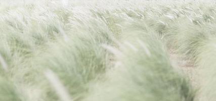 Blurry of green grasses with bokeh background. photo